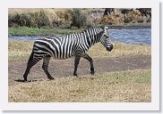 07IntoNgorongoro - 083 * Zebra.